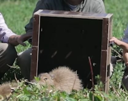 Mes de los humedales: carpinchos, tortugas y un peludo regresan a su hábitat en el delta | Actualidad