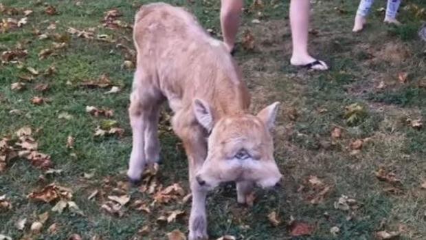 Récord: un ternero con dos caras superó los 40 días de vida | Curiosidades