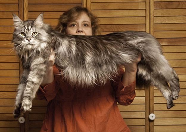 La historia de "Ludo", el gato más largo del mundo | Curiosidades