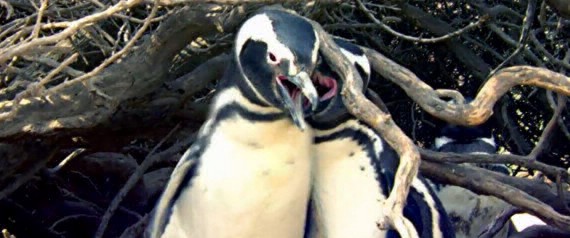 La brutal pelea entre dos pingüinos que se volvió viral | Curiosidades