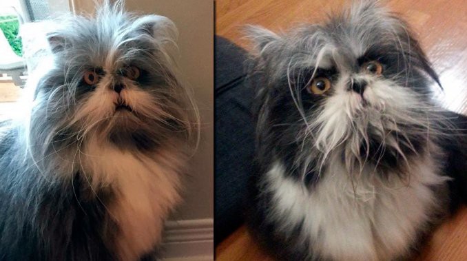 El nuevo desafío óptico y viral: ¿es un perro o un gato? | Curiosidades