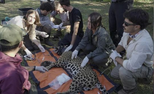 Trasladan a una yaguareté desde Corrientes a Chaco para ampliar la población de la especie | Actualidad