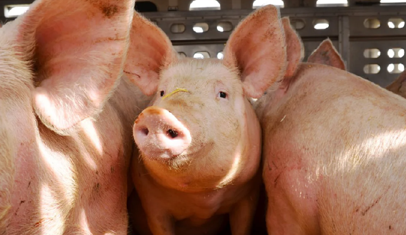 Un matrimonio correntino denunció haber sido esclavizado en un frigorífico en Polonia | Actualidad