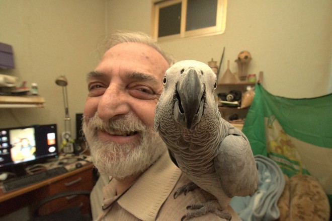 Lo denunció un vecino porque su loro se la pasa silbando el himno de un club | Curiosidades