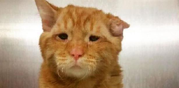 La historia del gato "más triste del mundo" y su final feliz | Curiosidades