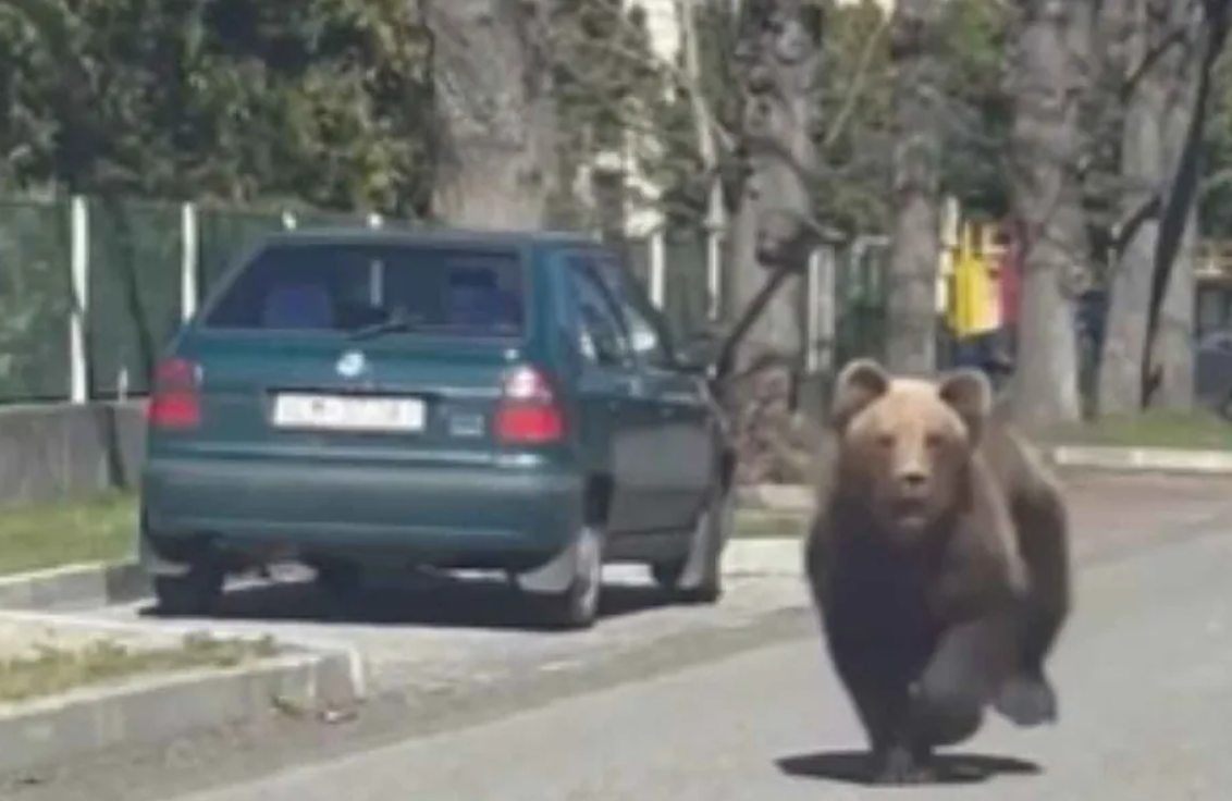 Eslovaquia autoriza sacrificio de 350 osos tras varios ataques a personas | Internacionales