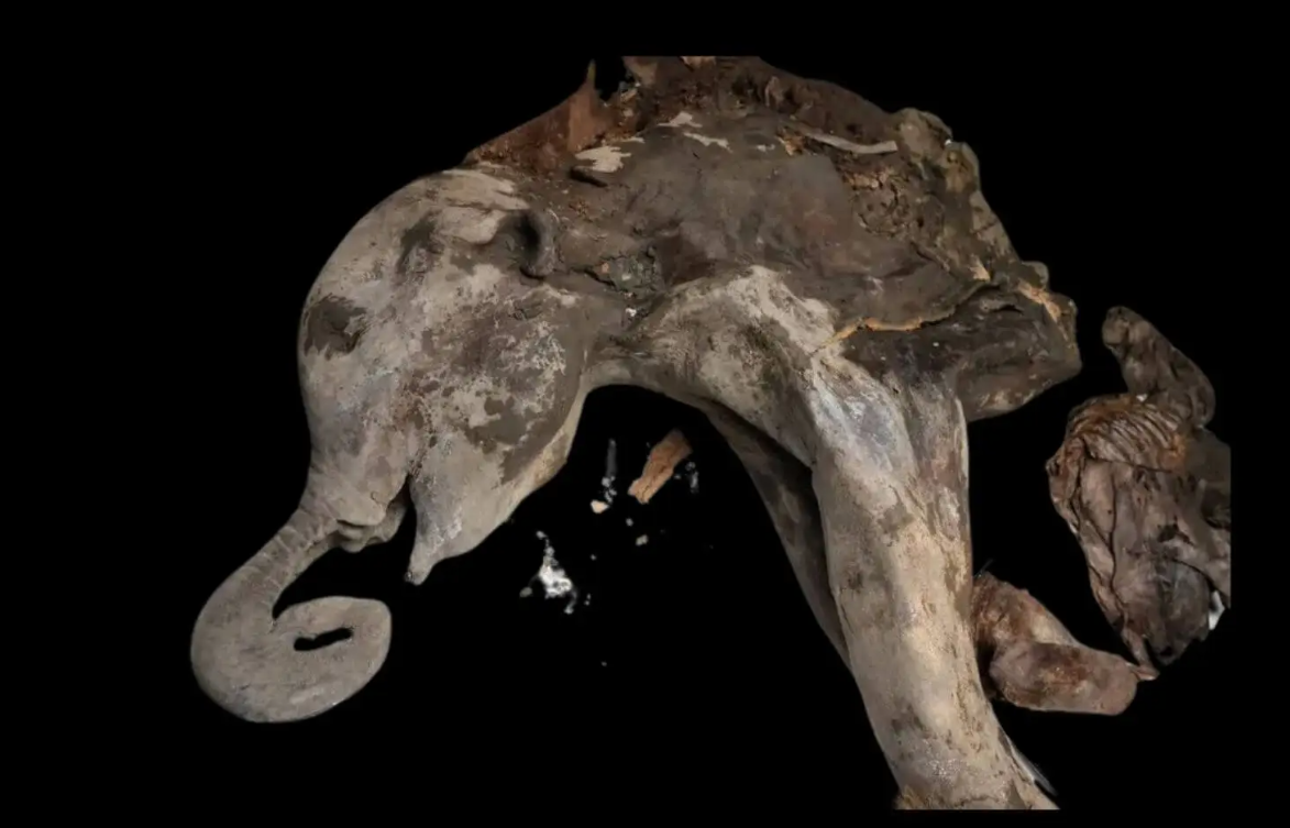 Científicos realizan una necropsia a Yana, una cría de mamut de 130.000 años de antigüedad | Internacionales