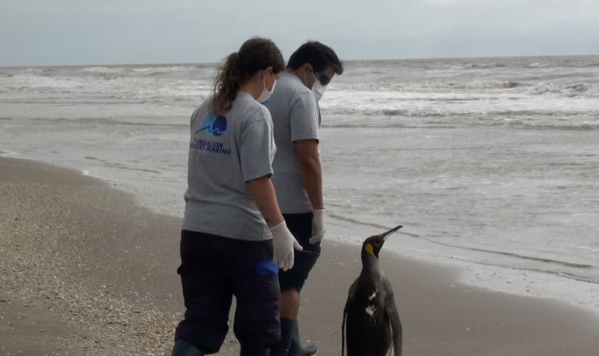 Apareció un pingüino rey en Pinamar, lo rehabilitaron por 6 meses y volvió al mar | Actualidad