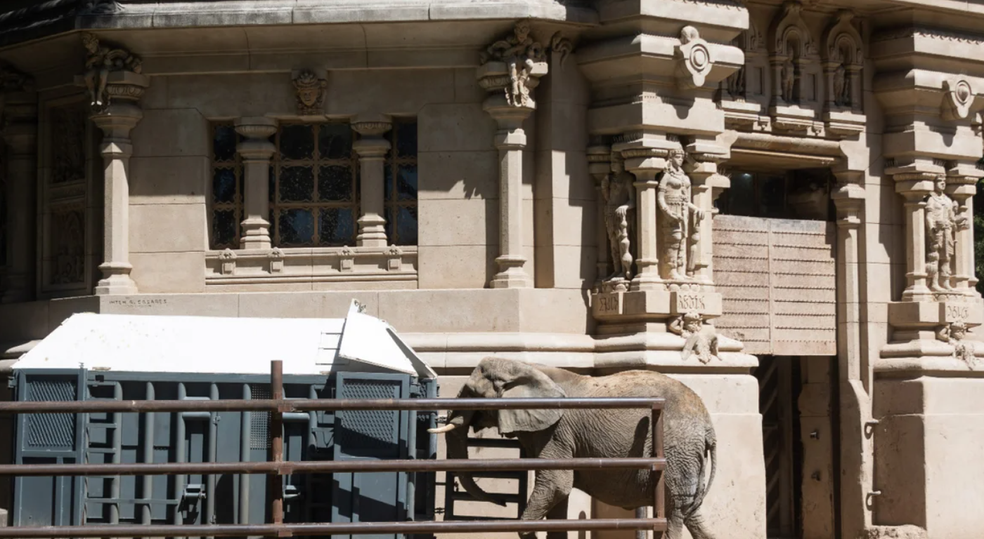 Después de 32 años en cautiverio, la elefanta "Pupy" viaja a un Santuario de Brasil | Actualidad