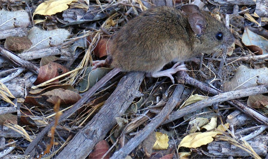 Alarma en la Patagonia: se registró una nueva muerte por hantavirus | Actualidad