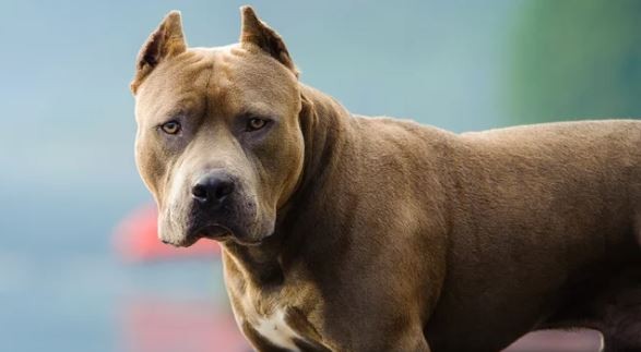 Alarma por ataques de pitbulls: un bebé de 9 meses está internado en Córdoba con graves heridas en la cabeza | Actualidad