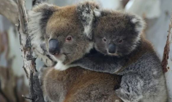 Australia sacrificó a 750 koalas con francotiradores desde helicópteros tras un incendio | Internacionales