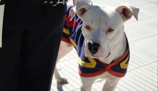 Karina Milei y Luis Petri homenajearon a los perros de la Guerra de Malvinas en el Día del Animal | Política