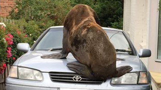 Un lobo marino suelto se subió a los autos y provocó daños con su enorme tamaño | Curiosidades
