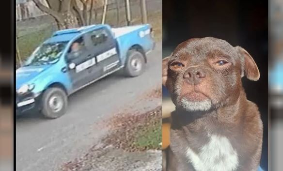 La Plata: denuncian que policías a bordo de un patrullero arrollaron un perro y siguieron de largo | Actualidad