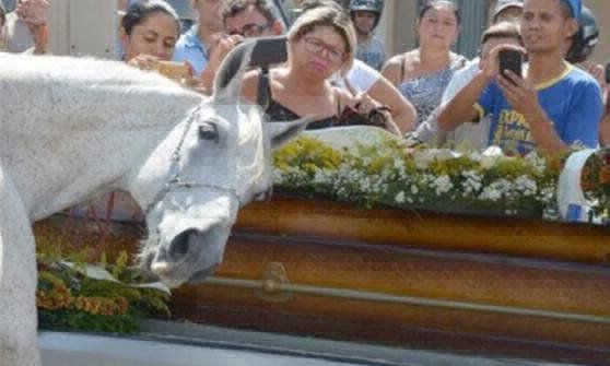 La historia de "Sereno", el caballo que lloró frente al ataúd de su jinete muerto | Curiosidades