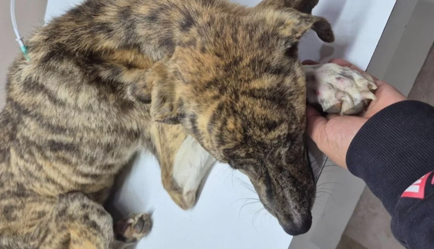 Imputaron a una mujer por abandonar y maltratar a un perro en Río Negro | Actualidad