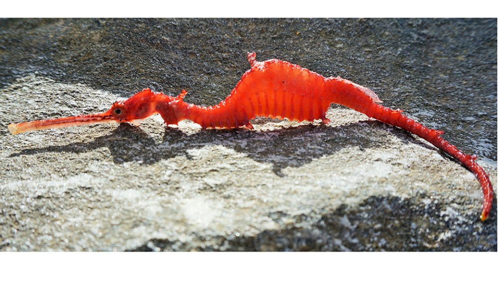 Video: captaron por primera vez un dragón marino rojo | Curiosidades