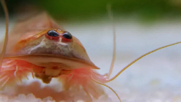 "Revivió" un crustáceo prehistórico gracias a una fuerte lluvia | Curiosidades