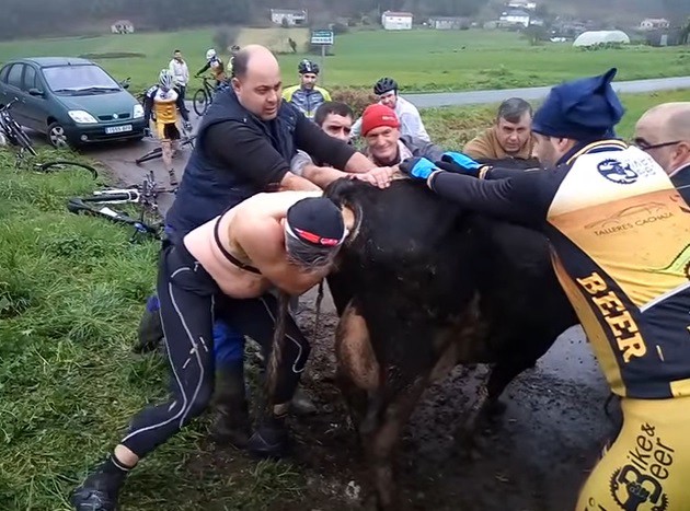 Grupo de ciclistas deja carrera para salvarle la vida a un ternero que no podía nacer | Curiosidades