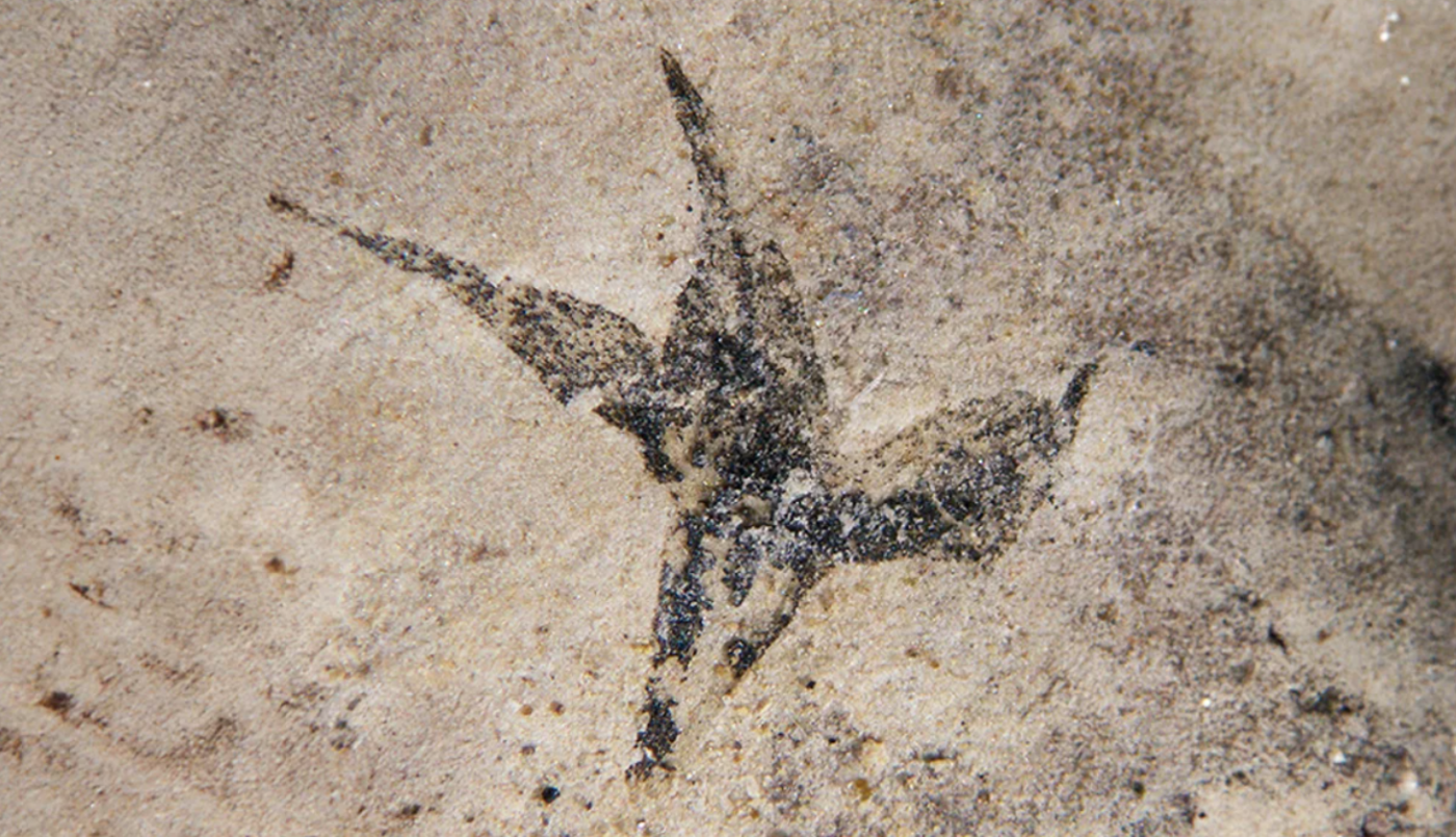 Hallaron en San Luis la flor más antigua de Argentina | Actualidad