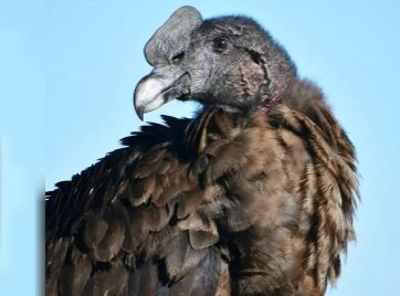 Liberaron al cóndor andino "Francisco" después de seis meses de rehabilitación en San Luis | Actualidad