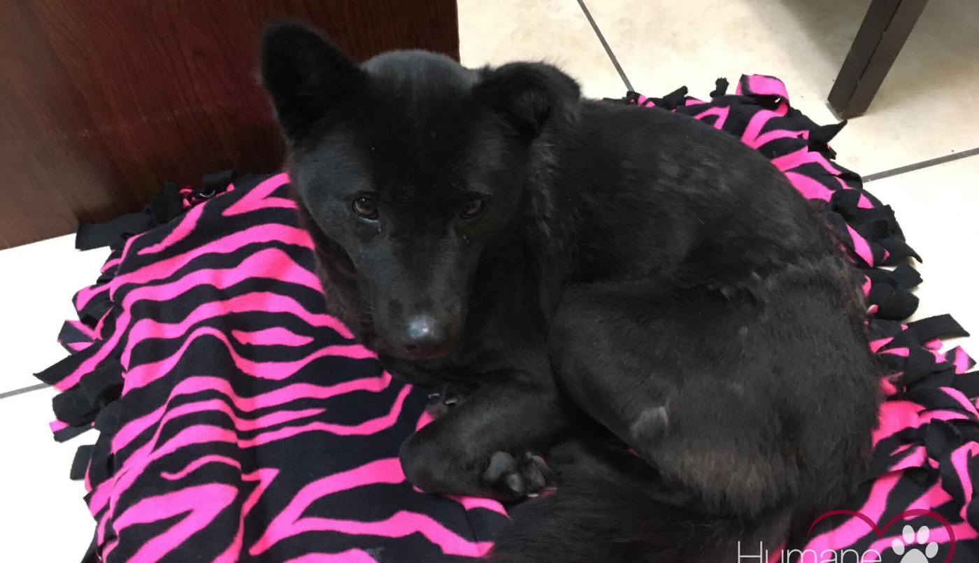 Video: perro rescatado de un matadero en Corea duerme de parado porque estaba acostumbrado a una jaula pequeña | Curiosidades