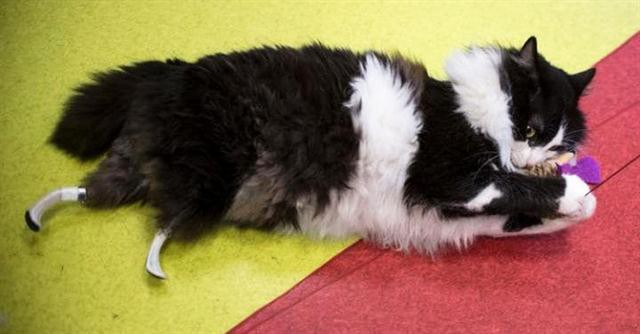 Video: mirá cómo camina el gato que tiene dos patas biónicas | Curiosidades
