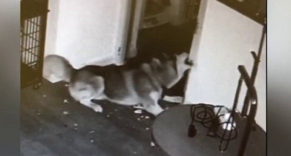 Perro héroe: escapa de su jaula y le abre la puerta al resto de los animales | Curiosidades