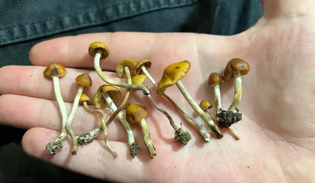 Nueva Zelanda aprueba el uso medicinal de "hongos mágicos" | Internacionales