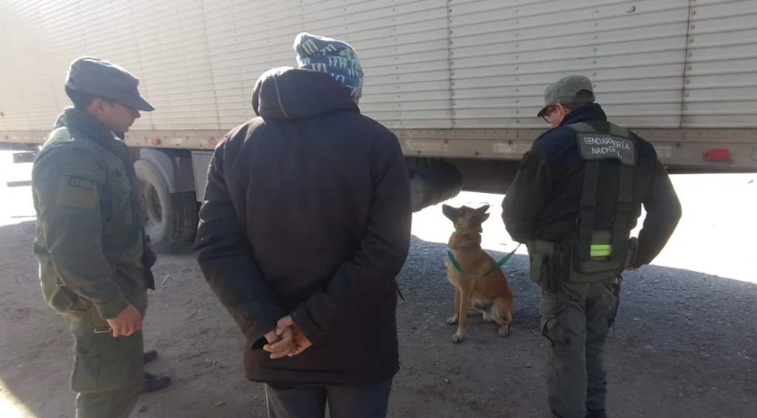 Salta: el perro antinarcóticos "Minos" halló 40 kilos de pasta base en un camión proveniente de Bolivia | Actualidad