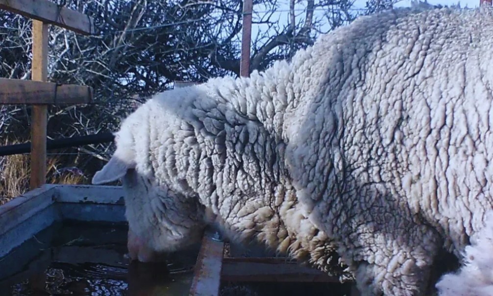 El INTA desarrolló un bebedero que evita que se congele el agua | Actualidad