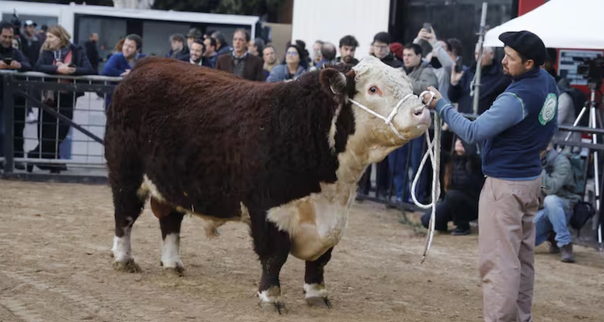 "Escocés", un toro raza Hereford, fue el primer animal en ingresar a la Expo Rural 25 | Actualidad
