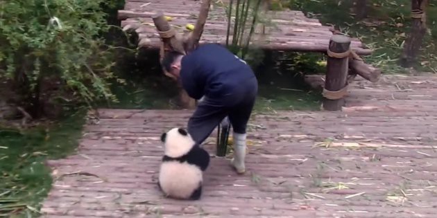 Una empresa china transforma el excremento de oso panda en pañuelos de papel | Curiosidades