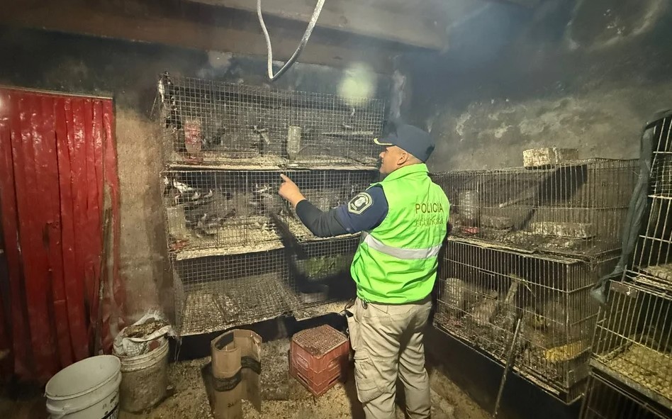 La Plata: rescataron a más de 200 animales que estaban atrapados en una casa | Actualidad