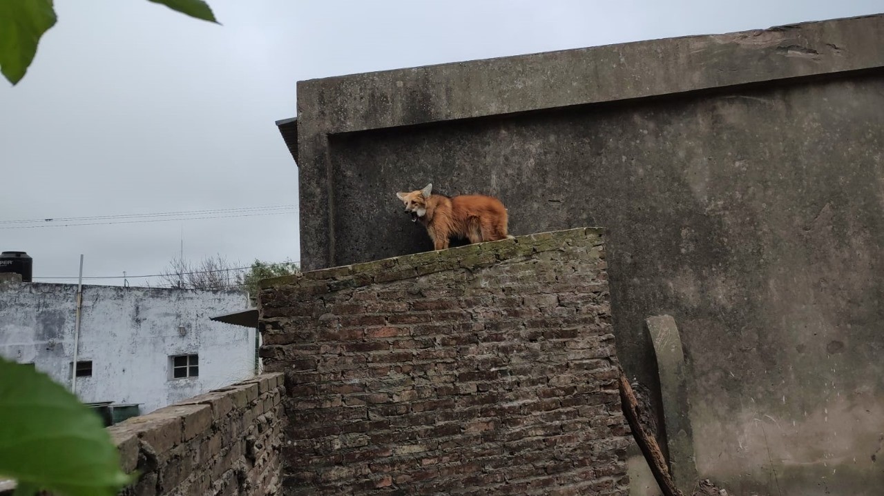 Una aguará guazú fue rescatada del techo de una casa: una familia la tenía como mascota | Actualidad