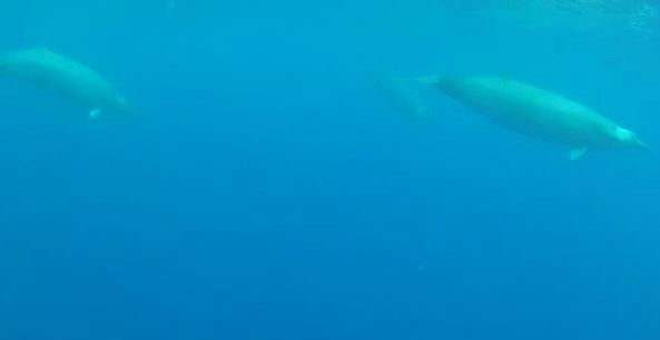 Filman por primera vez a una extraña ballena | Curiosidades