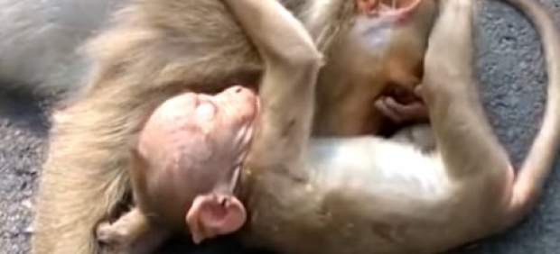 Video desgarrador: un bebé mono llora la muerte de su madre atropellada | Curiosidades