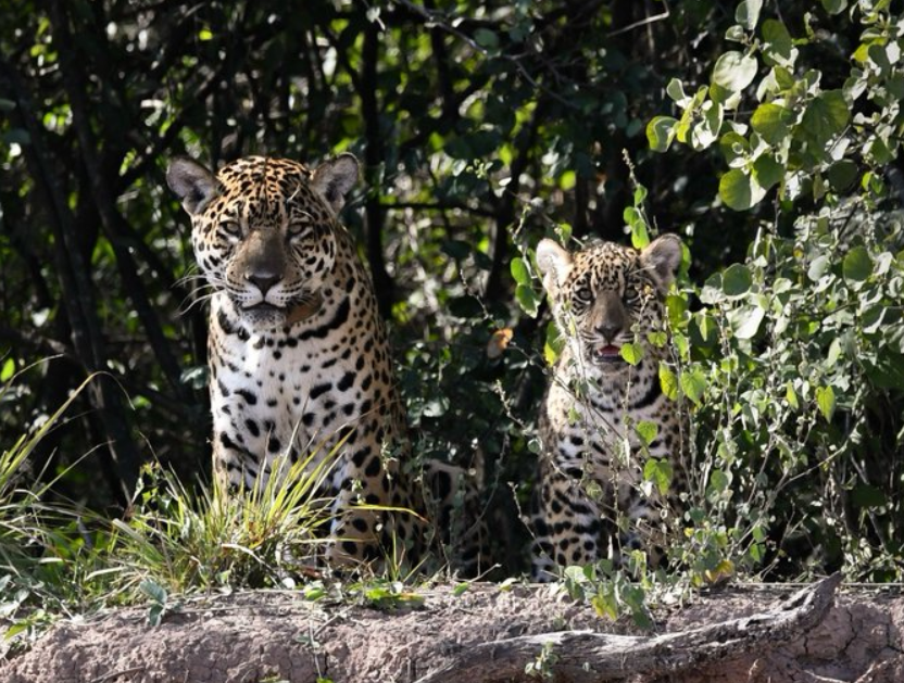 Hito: tras 35 años, nació el primer yaguareté silvestre en El Impenetrable | Actualidad