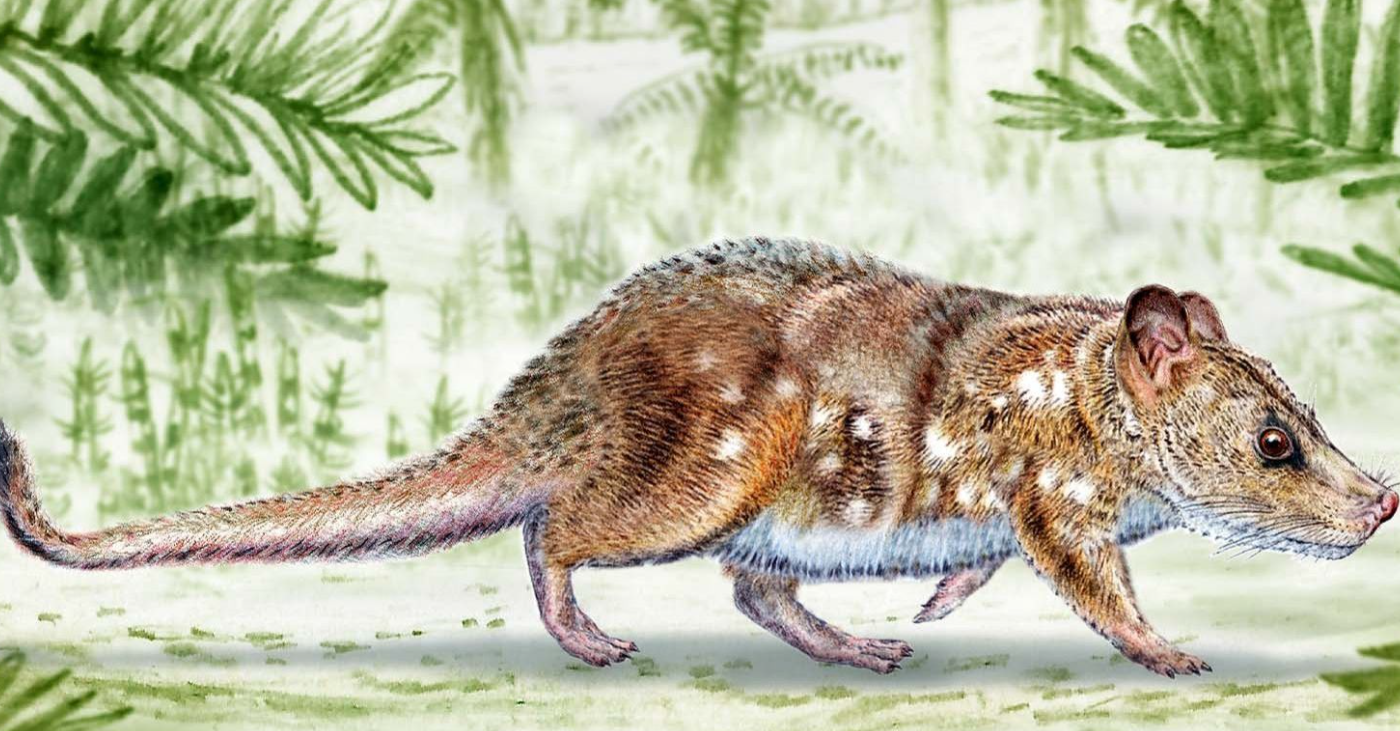 Científicos hallan fósil de mamífero de la era de los dinosaurios en la Patagonia chilena | Internacionales