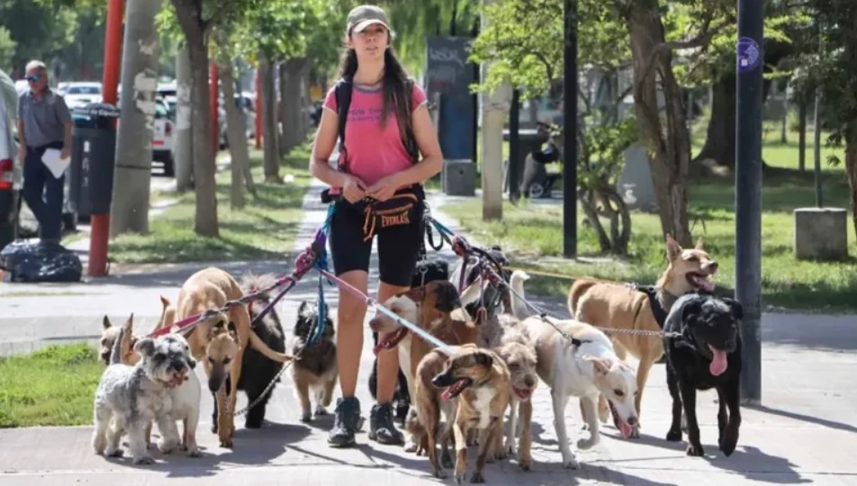 La UBA lanzó un curso gratuito para paseadores de perros profesionales | Actualidad