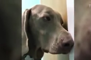 Video: así queda un perro bajo los efectos de la marihuana | Curiosidades
