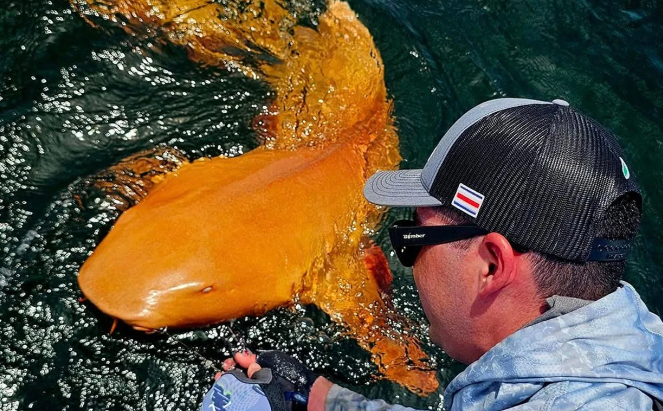 Pescadores encontraron un extraño tiburón de piel naranja naranja | Internacionales