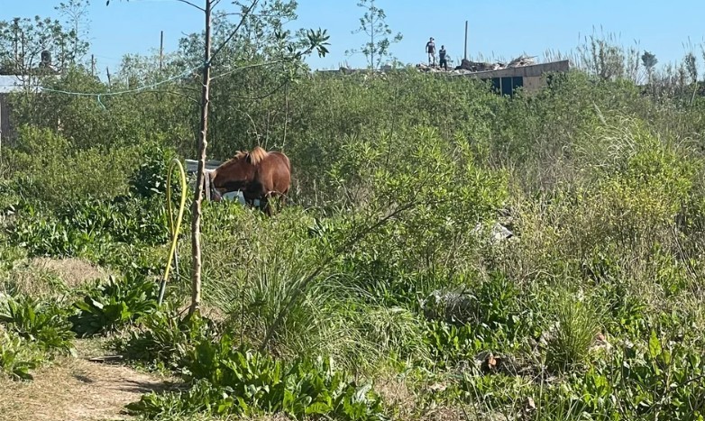 Un niño de 11 años fue pateado por un caballo en La Plata y permanece en estado reservado | Actualidad
