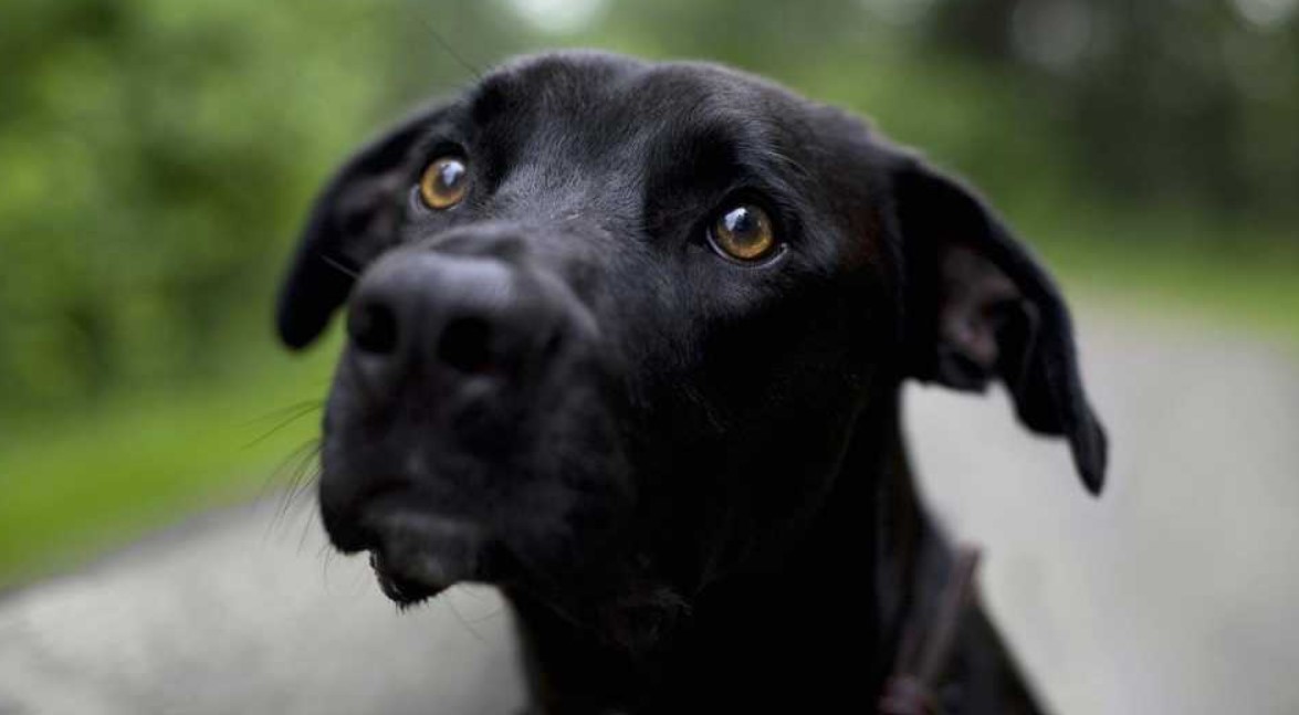 Chubut: investigan a un hombre acusado de matar a tres perros con veneno letal para humanos | Actualidad