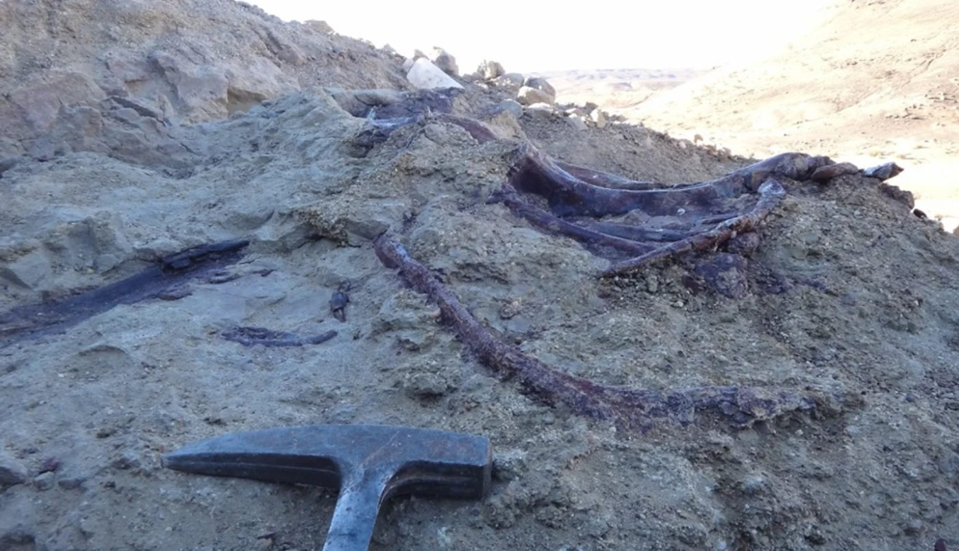 Chubut: descubrieron un dinosaurio carnívoro que habría sido de los últimos en extinguirse | Actualidad