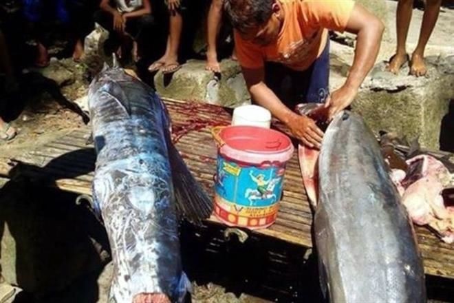 Misterio en Filipinas: pescaron del fondo del mar un pez tatuado | Curiosidades