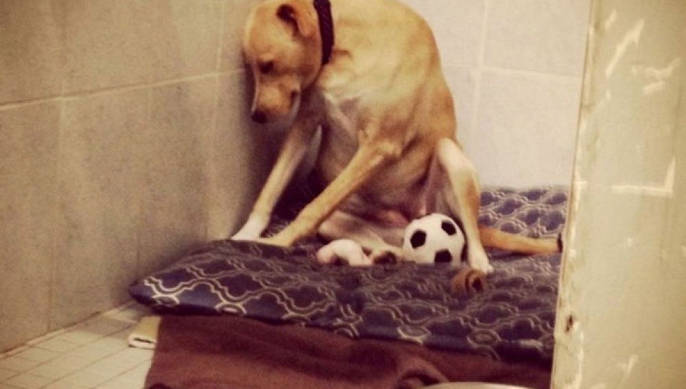 El perro "más triste del mundo" podría ser sacrificado al no encontrar una familia de adopción | Curiosidades
