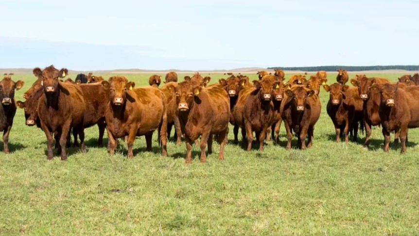 Córdoba lanza el “corral del Estado” para fortalecer trazabilidad y apoyo a pequeños ganaderos | Economía