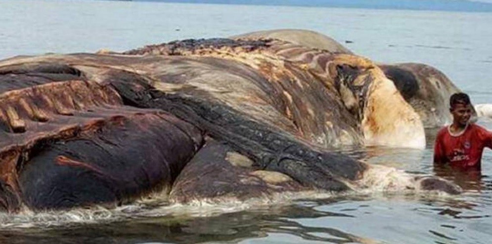Fin del misterio: identificaron al "monstruo" marino de Indonesia | Curiosidades